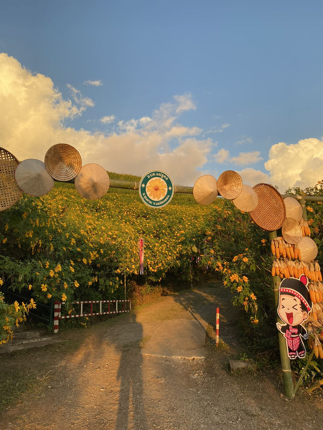 ทุ่งดอกบัวตอง | แม่ฮ่องสอน ⛰️🌼🌿🌳