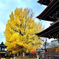 高山國分寺 金黃的千年銀杏