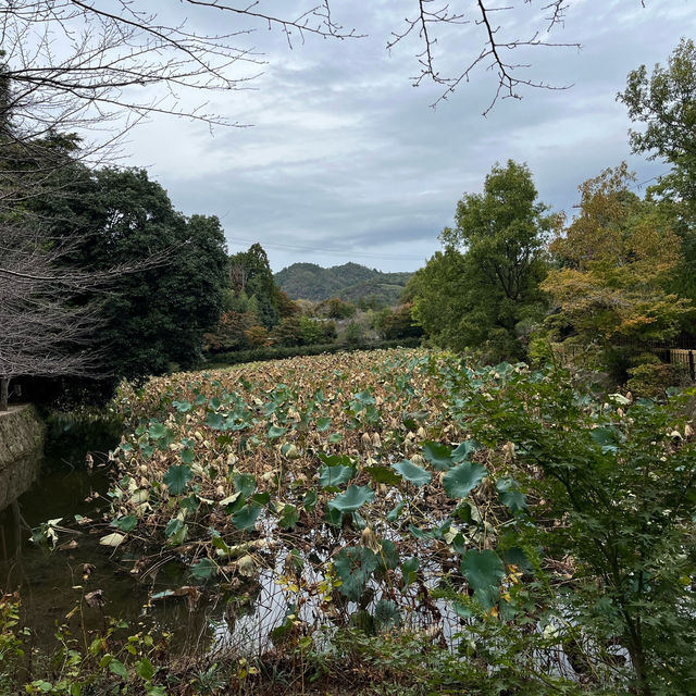 Kyoto: tip to avoid crowds