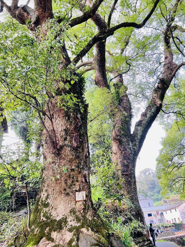 芹川古村·藏匿深山人未識