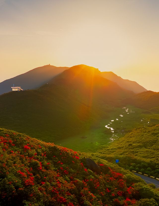 一春花事，以大圍山的星空花海日出結尾