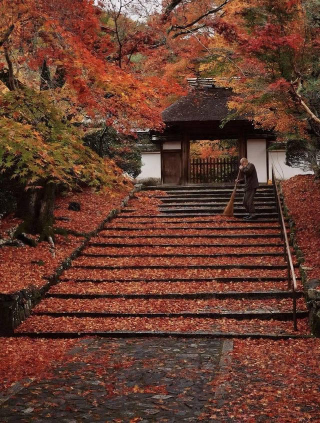 京都 秋日裡最美的寺廟庭院合集。