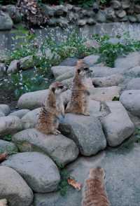 去了十次上海野生動物園的心得攻略。