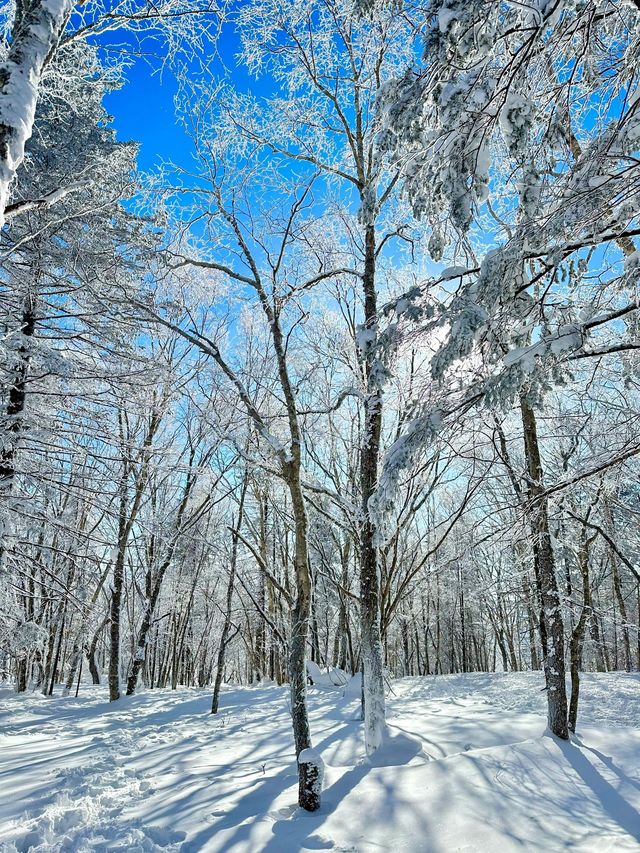 秋遊哈爾濱-雪鄉 一篇就讓你愛上。