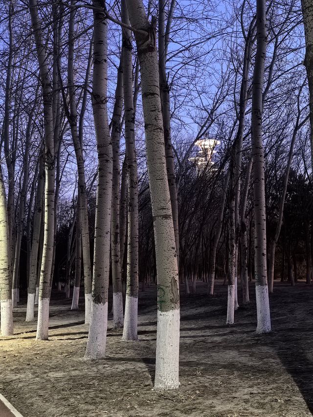 【冬日奔跑】北京奧林匹克森林公園，傍晚的健身之旅