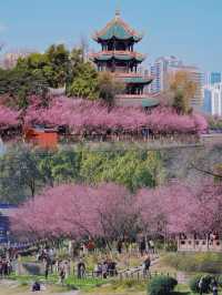 走進望江樓公園，感受成都的慢生活