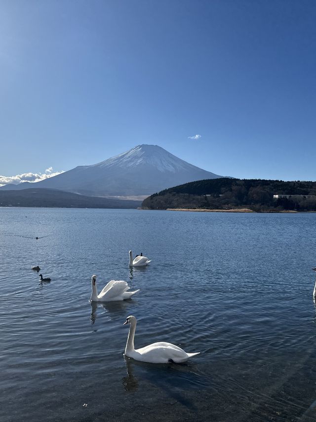 5日深度遊 揭秘日本的獨特魅力