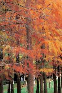 驚！泉州森林公園藏着一片「紅海」