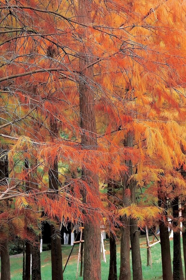 驚！泉州森林公園藏着一片「紅海」