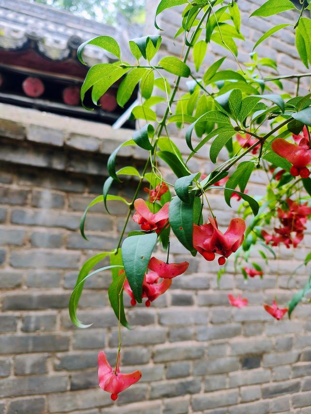 西安臥龍禪寺|隱於鬧市中的聖境