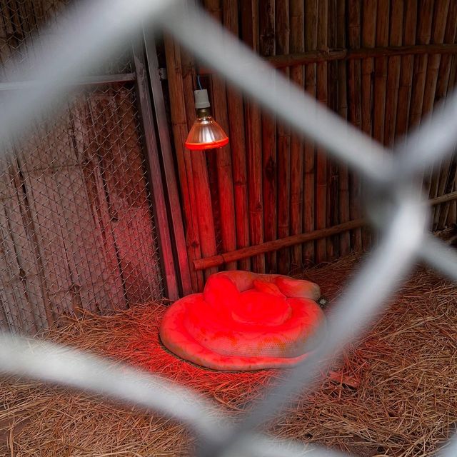 清邁夜間動物園：親子探秘之旅攻略