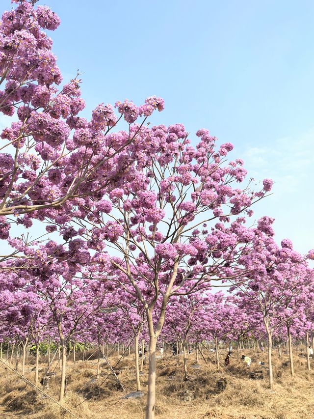 廣州南沙：紫色風鈴花綻放