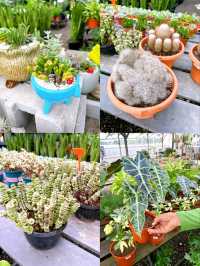 Guide to AGRO Nursery: Johor Bahru’s Premier Plant Haven