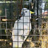 Relaxing Walk thru Animal Jungle at Zoo Negara