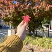 超有feel！被京都嵐山楓葉美景包圍🍁