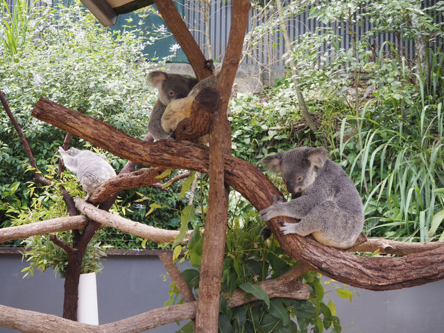 🇦🇺｜キュランダコアラガーデンズで癒しのひととき