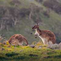 弗勒里尤半島輕鬆郊遊 Fleurieu Peninsula