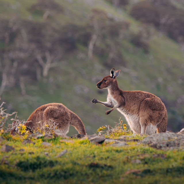 弗勒里尤半島輕鬆郊遊 Fleurieu Peninsula