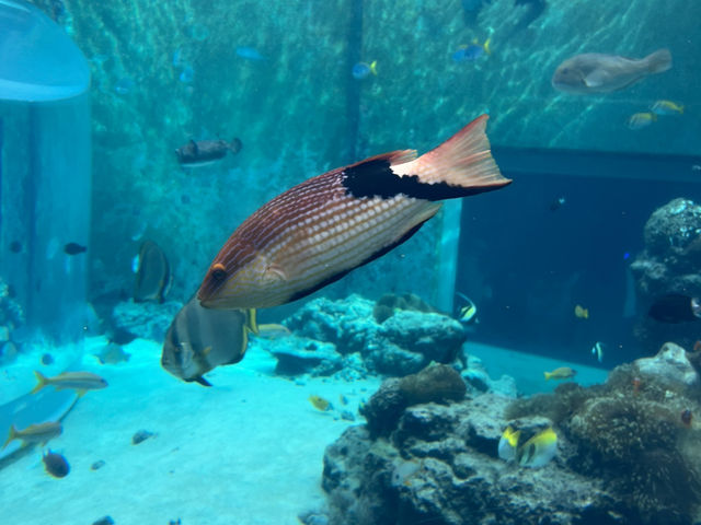 🌊沖繩美麗海水族館：世界最大水族箱與海豚表演的震撼之旅🐋