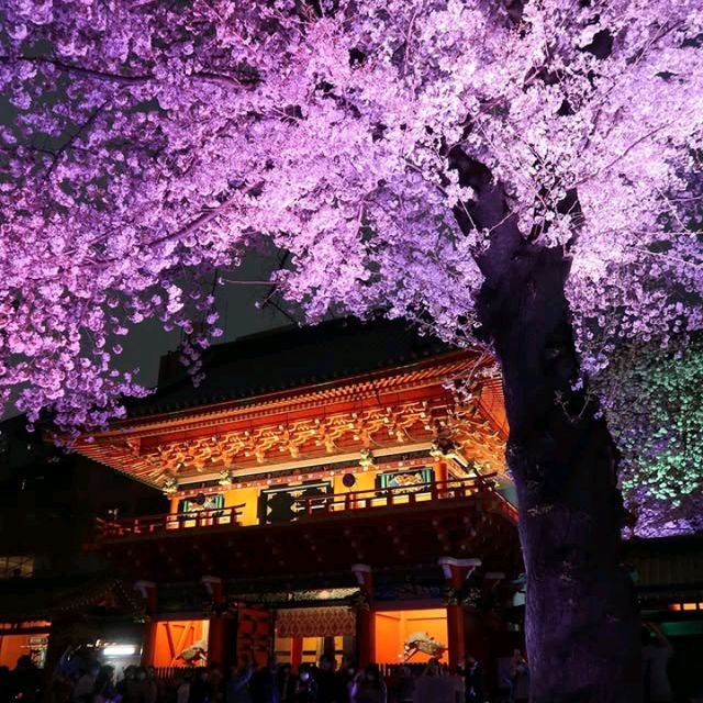 This beautiful Shinto shrine is a must-visit