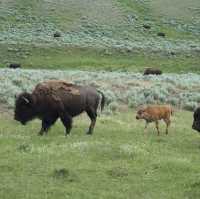 Baby bisons in Yellowstone national park