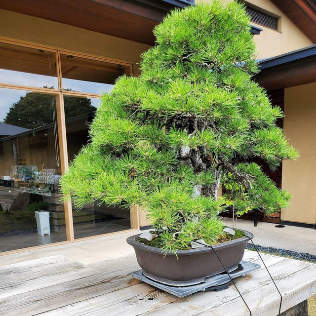 Omiya Bonsai Art Museum, Saitama 🗺️