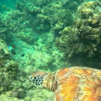 Moalboal 🇵🇭 Snorkeling with Turtles