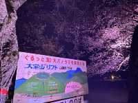 靜岡東部最美的櫻花都在這兒（3月下旬到4月上旬）