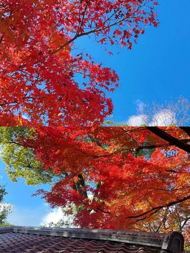 京都宇治平等院楓葉‖賞秋旅遊打卡避坑攻略。