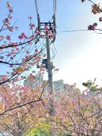 南京雞鳴寺賞櫻花攻略來囉，不踩雷。