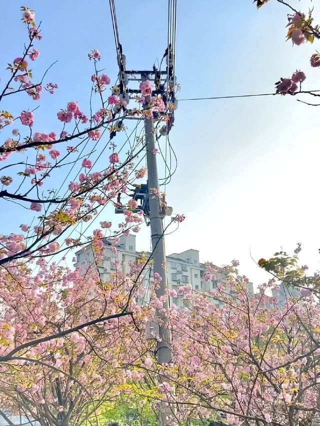 南京雞鳴寺賞櫻花攻略來囉，不踩雷。