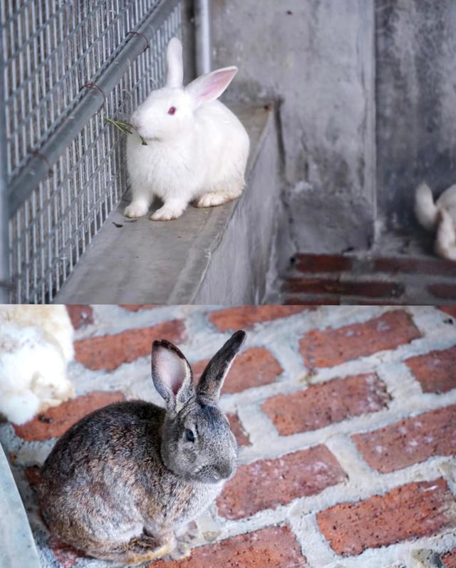 陽江福興動物園：城市中的自然樂園|