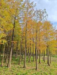 深圳紅花嶺公園