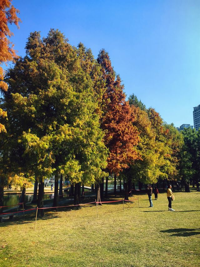 南湖公園落羽杉又紅啦