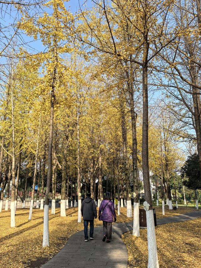 月湖公園的早晨丨穿越四季的江南園林