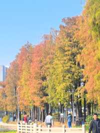 佛山禪城丨亞藝公園的落羽杉