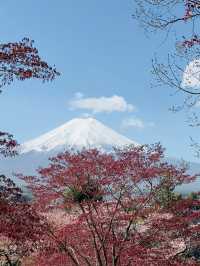 過年要去日本6日遊 超全攻略來襲