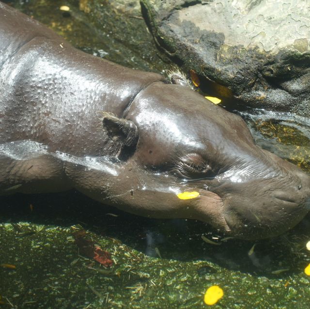 Singapore Zoo