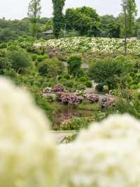 🐶もOK👌関西最大級の紫陽花が咲き乱れる 77000株の絶景 「かざはやの里」