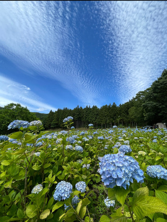 日本最大級の紫陽花の海原を見に行こう🥰💠🤍みちのくあじさい園