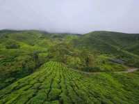 Enjoying a cup of tea and nice cakes and pastries at Boh Tea Centre, Sungai Palas