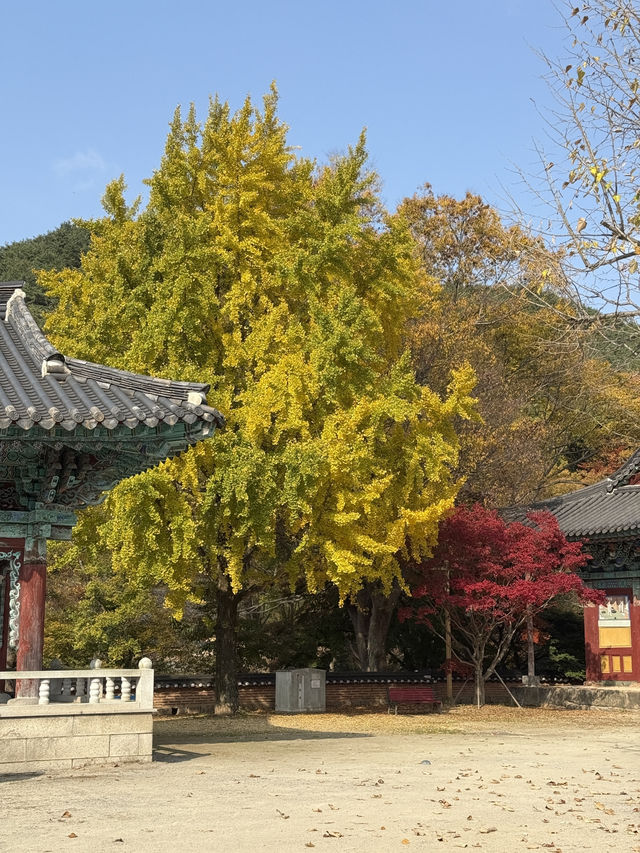 (실시간) 올해 단풍은 여기가 역대급입니다🍁