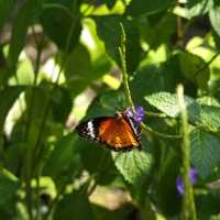 Indoor Park Filled with Butterflies in Penang 