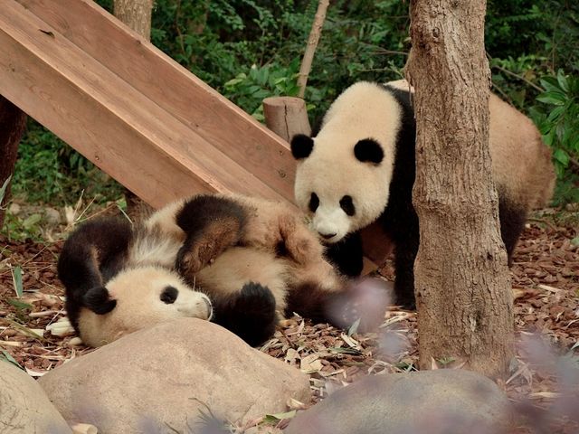 Day Visit to the Chengdu Panda Base