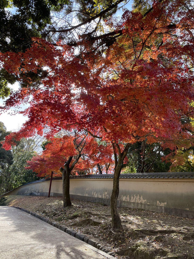 【奈良】風情ある道を散歩♡まだ紅葉みれた！