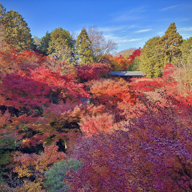 秋日的東福寺：楓葉的絢爛