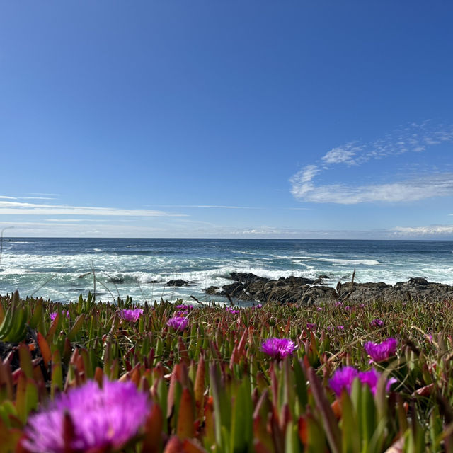 Monterey: Where Coastal Beauty Meets Timeless Charm