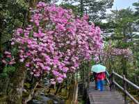 索瑪花開螺髻山