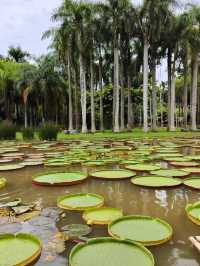 西雙版納中科院植物園——熱帶雨林。