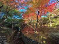 京都賞楓頂流之一：東福寺